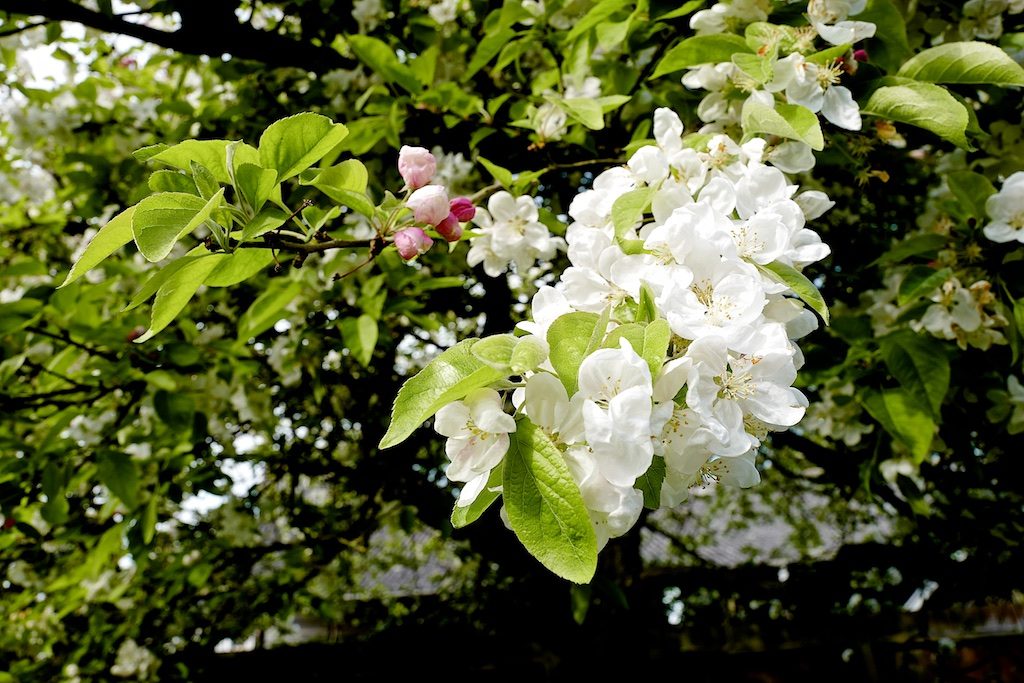 Apple Blossom-blogsize