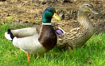 Quack, quack